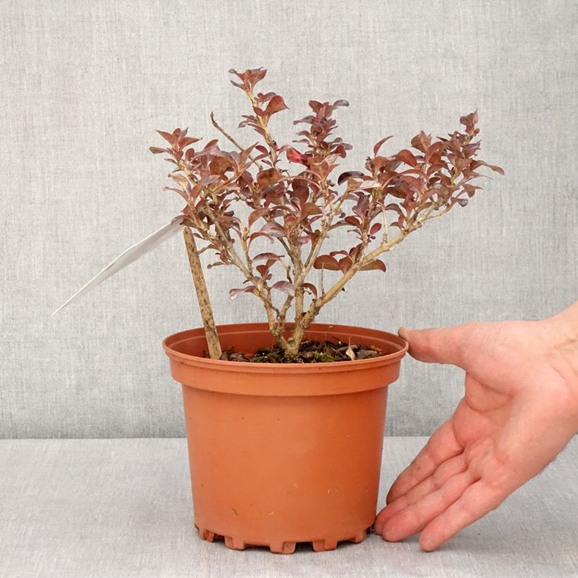 Example of Coprosma Chocolate Soldier Pot de 2L/3L as you get in printemps