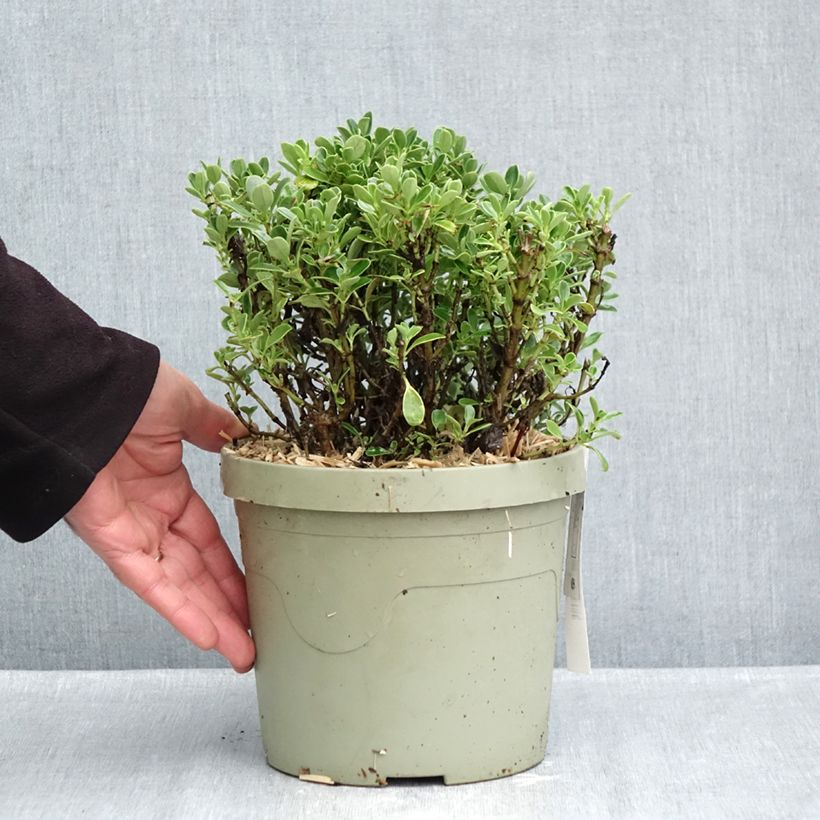 Spécimen de Coprosma Mini Mac - Plante miroir Pot de 3L/4L tel que livré en automne