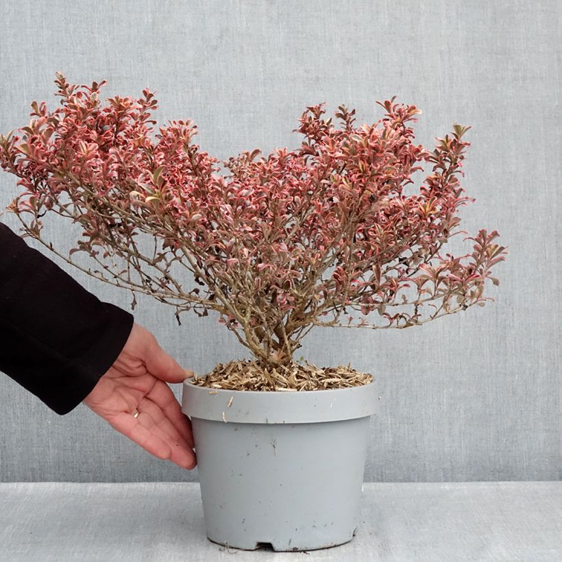 Example of Coprosma Pacific Dawn Pot de 2L/3L as you get in hiver