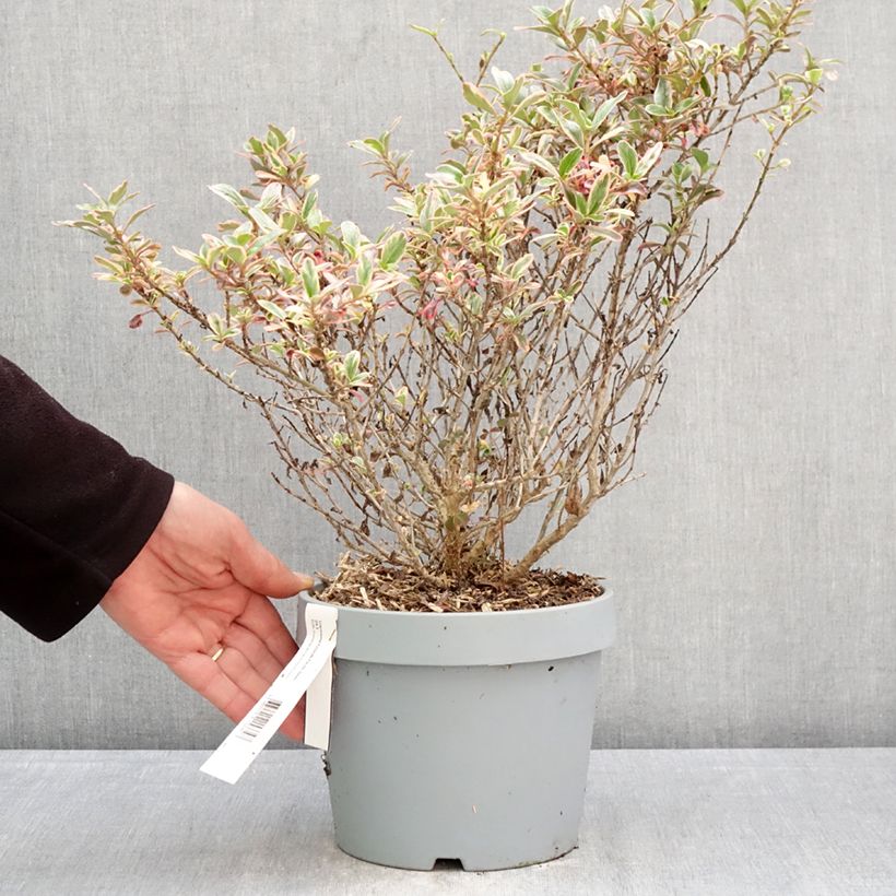 Spécimen de Coprosma Pacific Dawn Pot de 2L/3L tel que livré au printemps