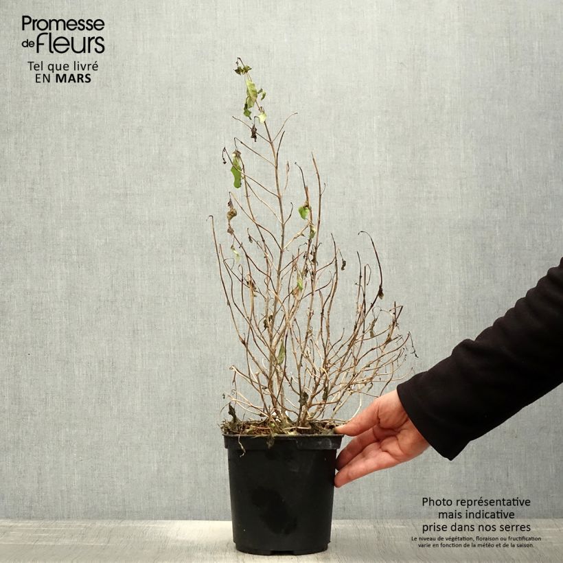 Example of Coprosma Pina colada - Plante miroir Pot de 3L/4L as you get in printemps