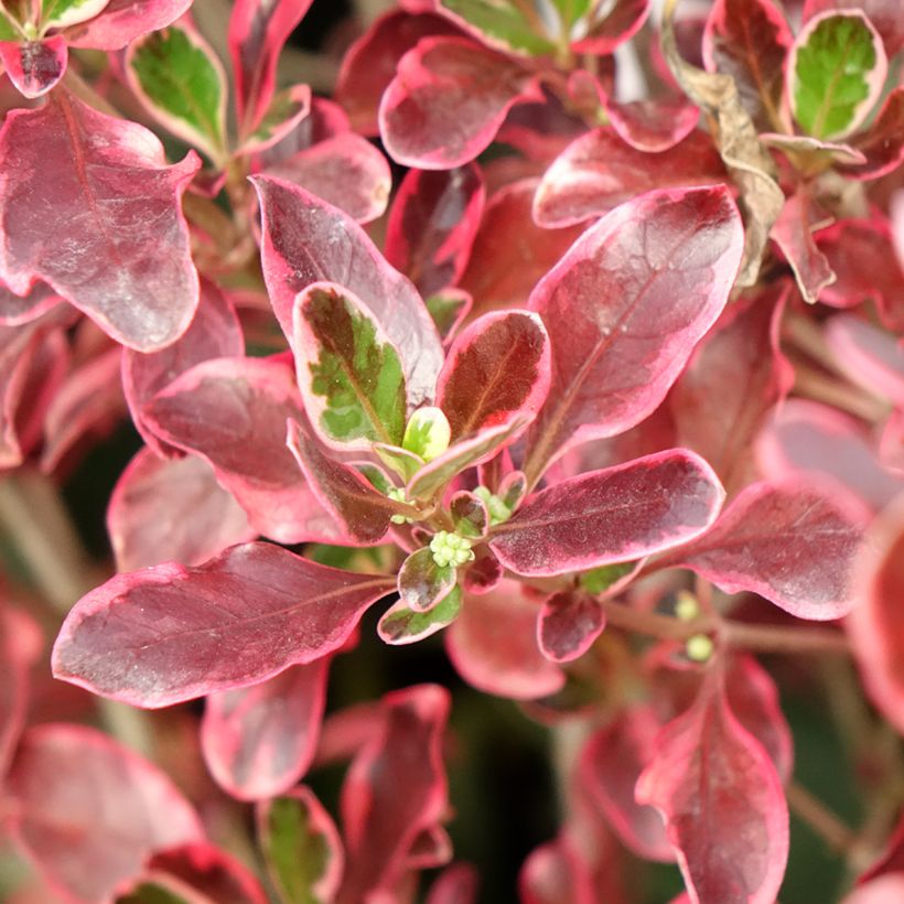 Coprosma repens Eclipse (Foliage)