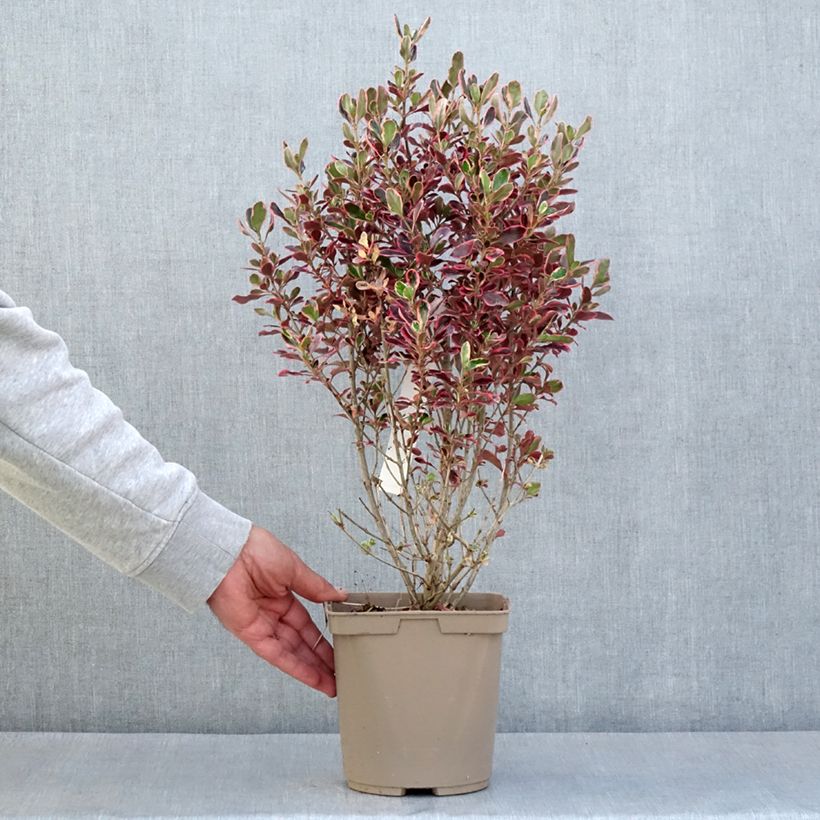 Example of Coprosma repens Eclipse Pot de 3L/4L as you get in printemps