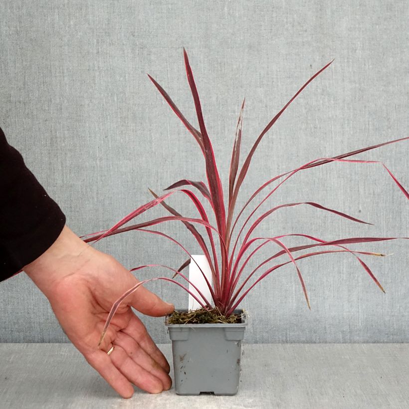 Spécimen de Cordyline australis Cherry Sensation Godet de 8/9 cm tel que livré au printemps
