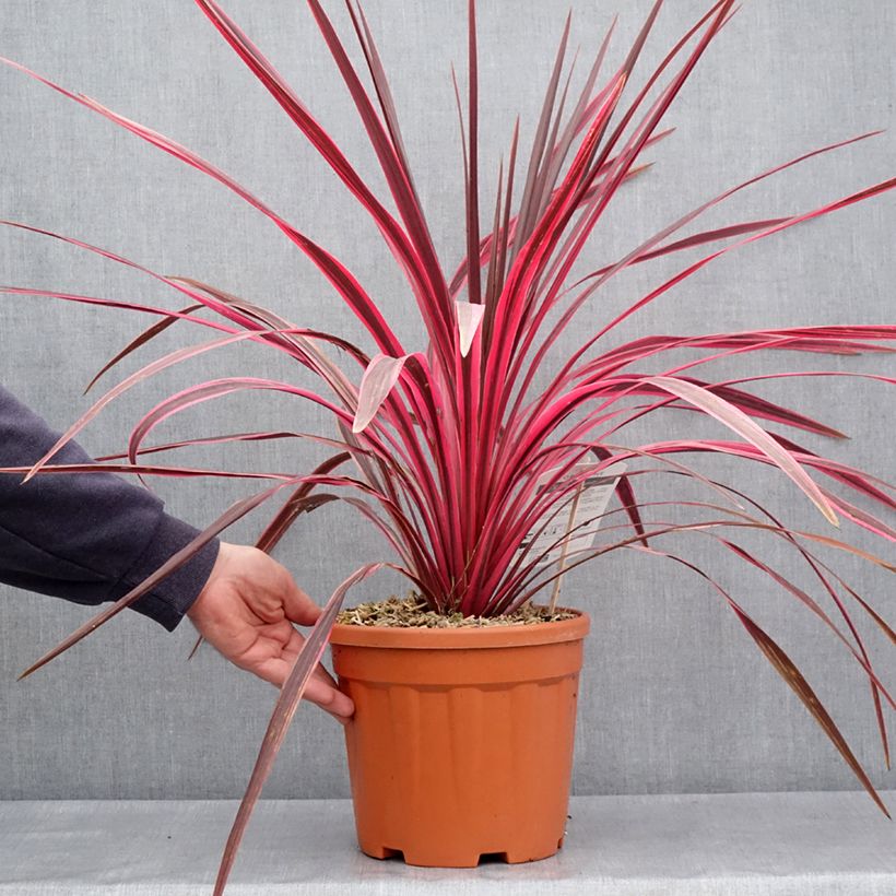 Example of Cordyline australis Cherry Sensation Pot de 6L/7L as you get in printemps