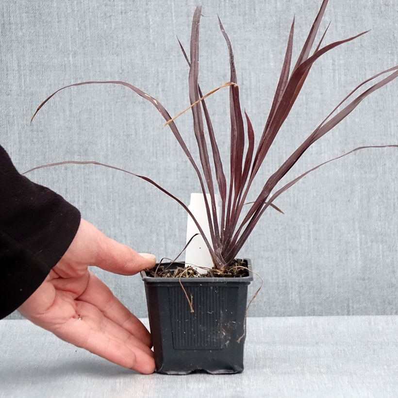 Example of Cordyline australis Design a Line Burgundy Godet de 8/9 cm as you get in printemps