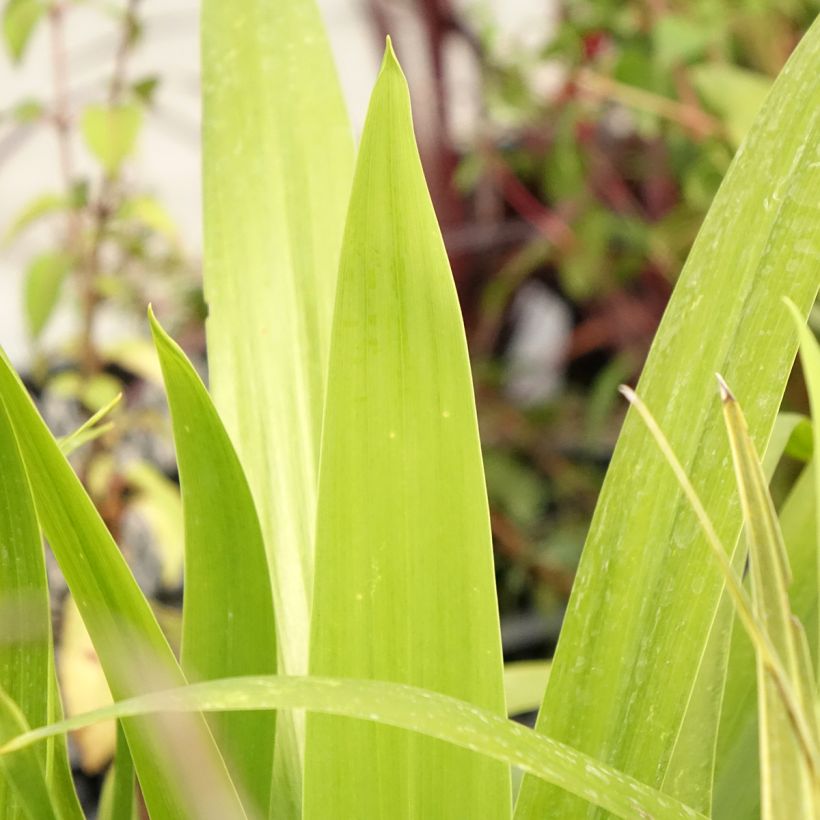 Cordyline australis Emerald Star Artic Jungle (Foliage)