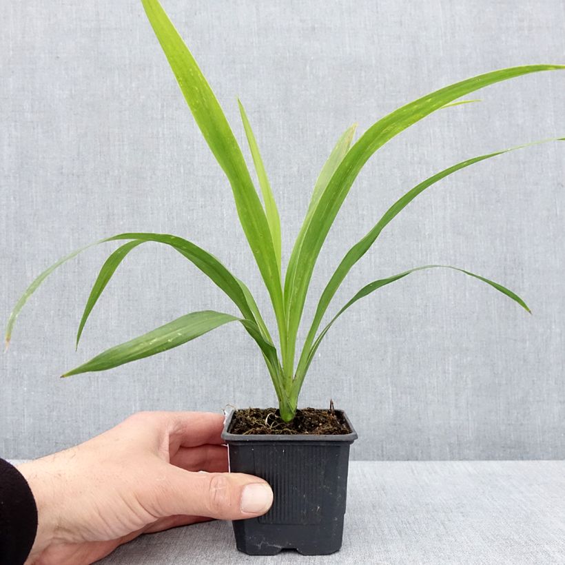 Example of Cordyline australis Emerald Star Artic Jungle Godet de 8/9 cm as you get in printemps