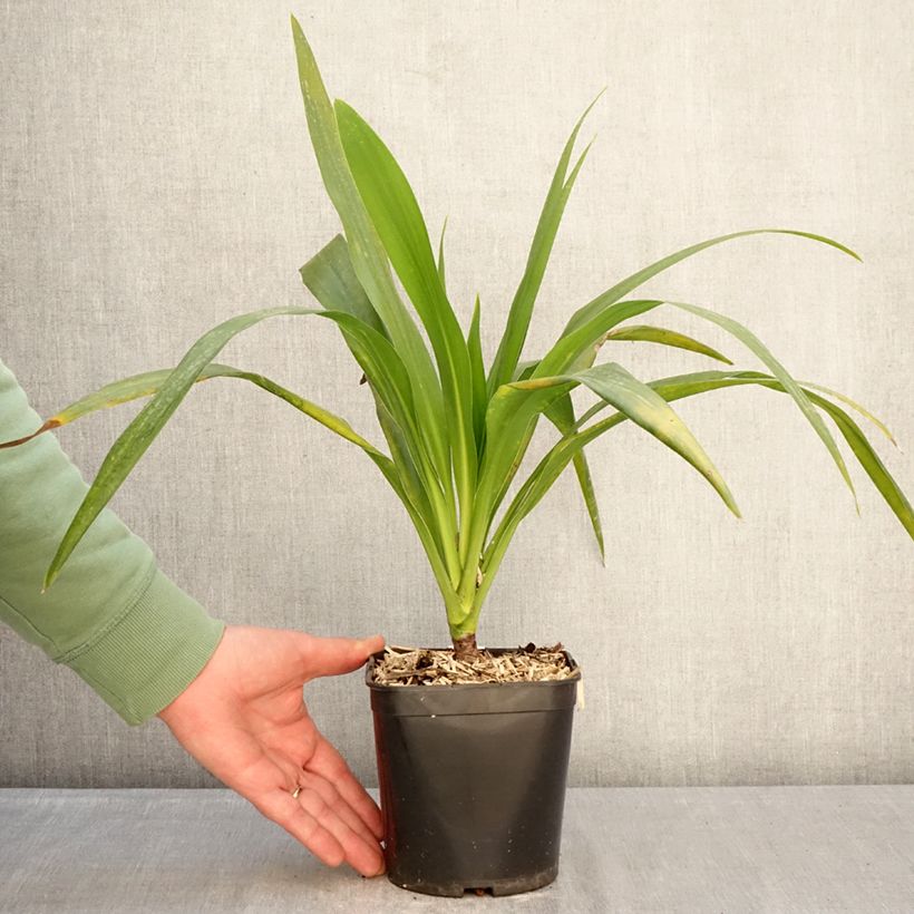 Example of Cordyline australis Emerald Star Artic Jungle Pot de 2L/3L as you get in hiver