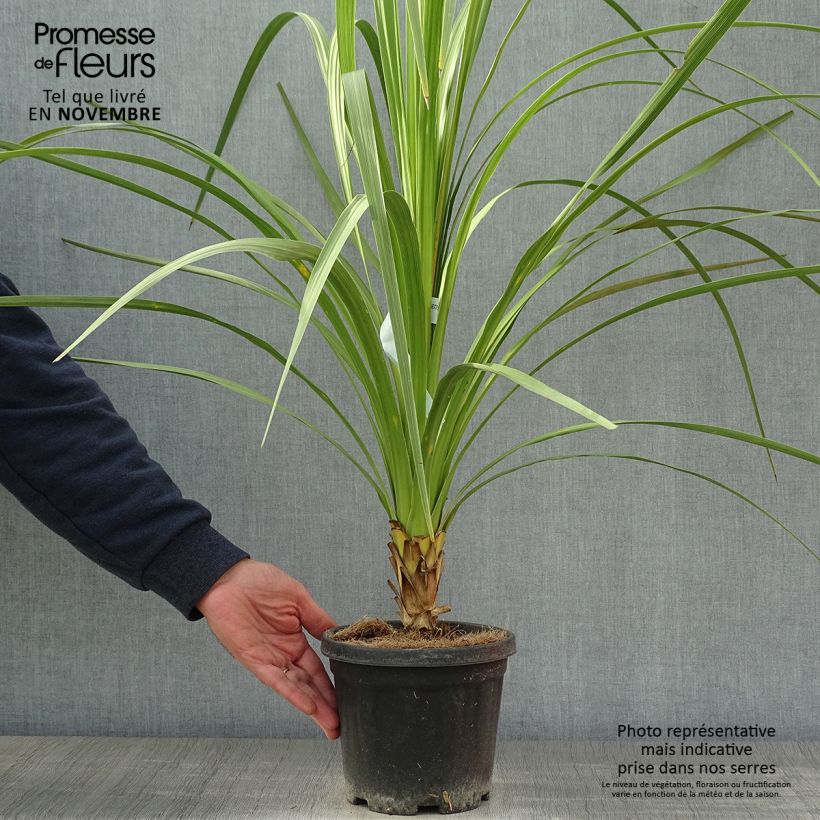 Spécimen de Cordyline australis Pot de 3L/4L tel que livré en automne