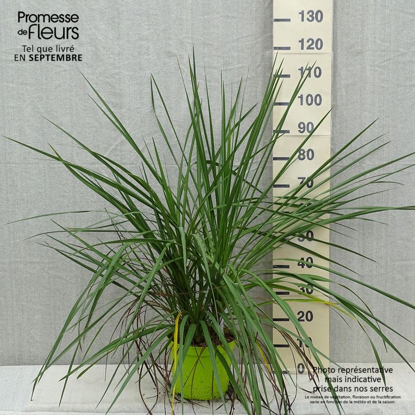 Spécimen de Cordyline australis Pot de 6L/7L tel que livré en automne