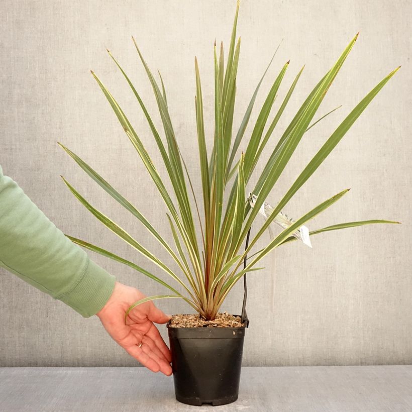 Example of Cordyline australis Fantasy Pot de 2L/3L as you get in hiver