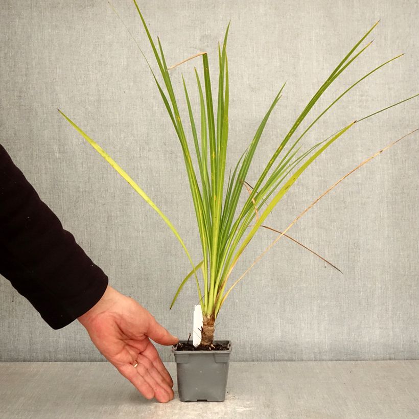 Spécimen de Cordyline australis Godet de 8/9 cm tel que livré au printemps