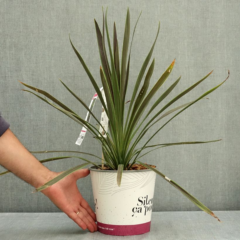 Spécimen de Cordyline australis Mint Chocolate Pot de 4L/5L tel que livré en été