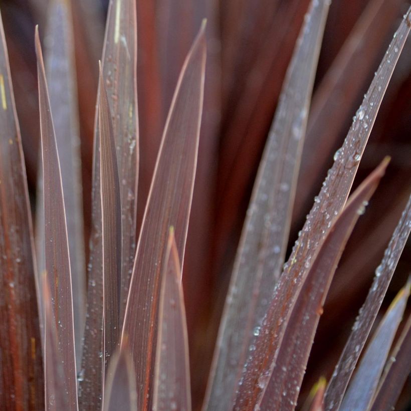 Cordyline australis Red Star (Foliage)