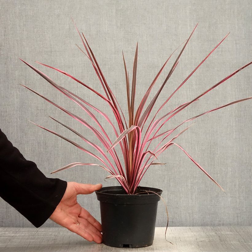 Example of Cordyline australis Southern Splendour Pot de 2L/3L as you get in printemps