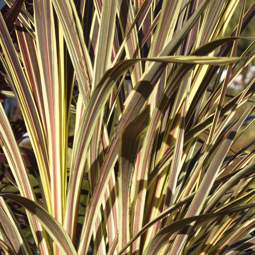 Cordyline banksii Electric Flash - Cordyline (Foliage)