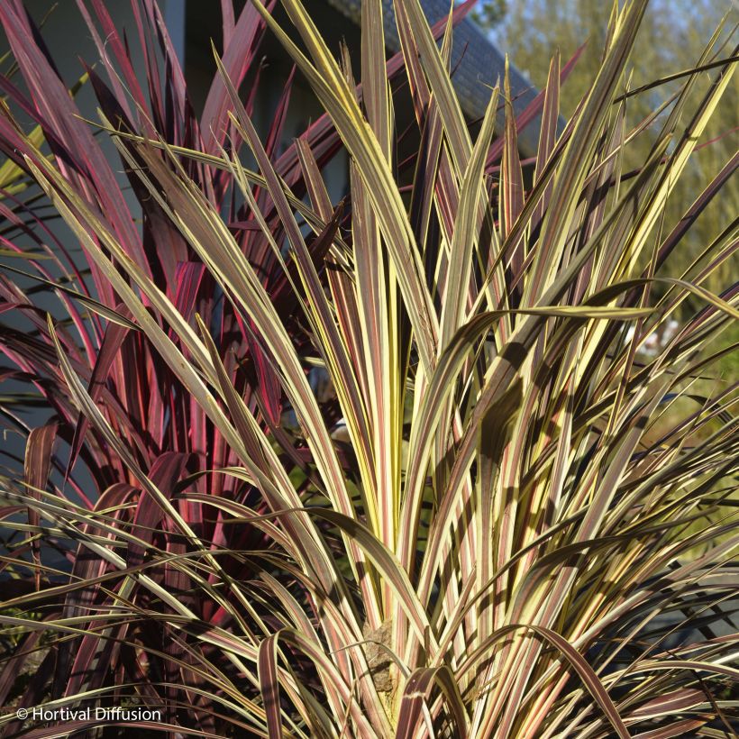 Cordyline banksii Electric Flash - Cordyline (Plant habit)