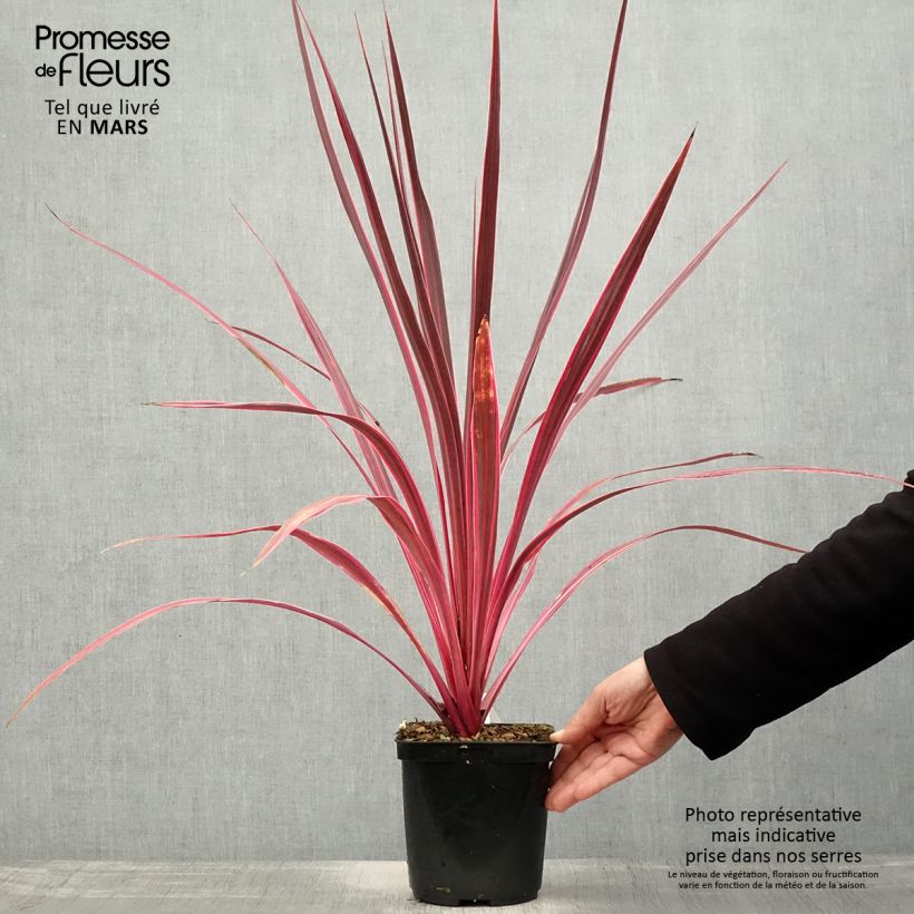 Spécimen de Cordyline banksii Electric Pink Pot de 3L/4L tel que livré au printemps