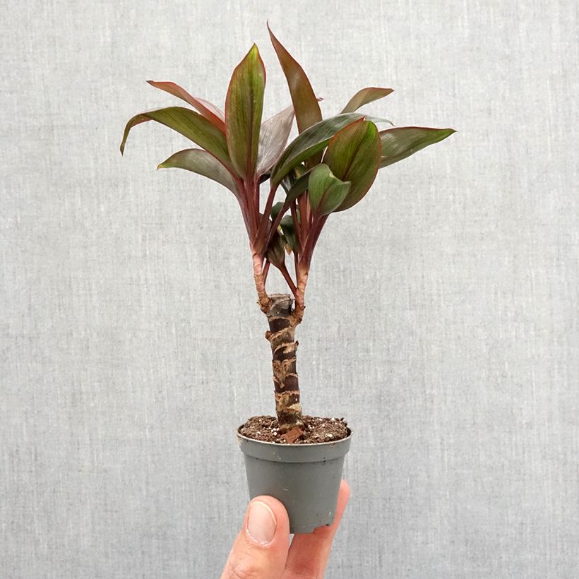 Example of Cordyline fructicosa Purple Compacta Mini-plante as you get in printemps