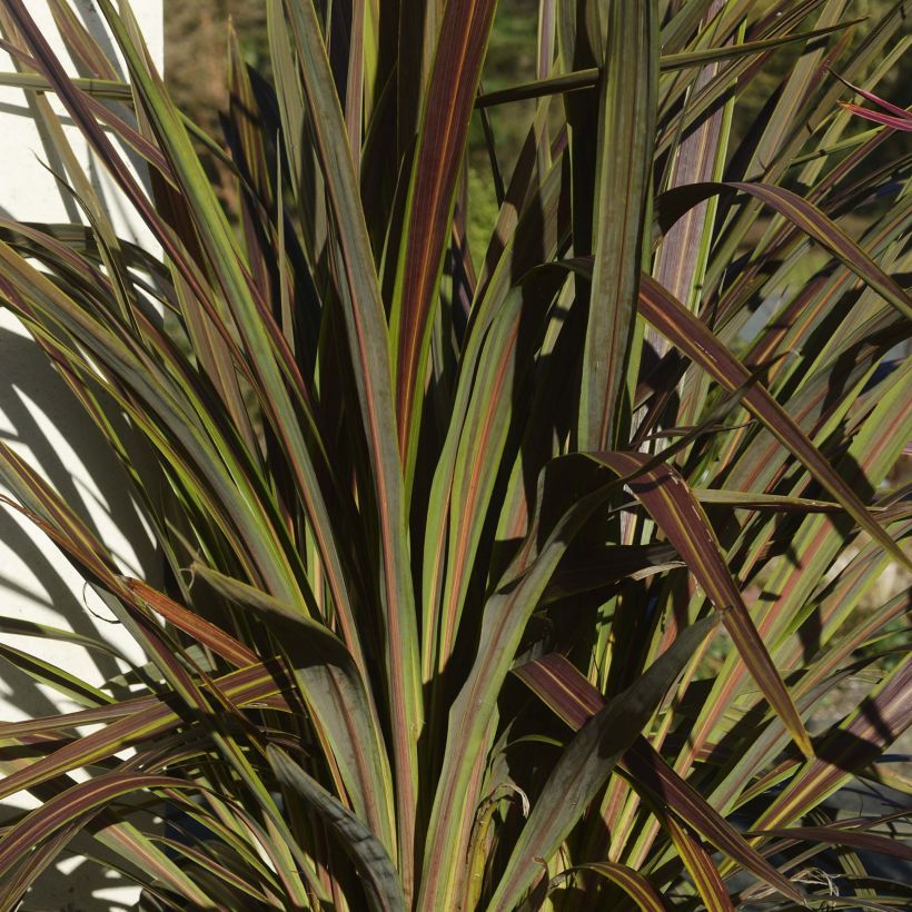 Cordyline x banksii Electric Star (Foliage)