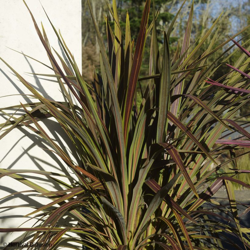 Cordyline x banksii Electric Star (Plant habit)