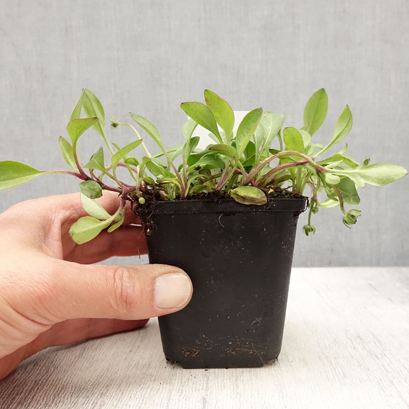 Spécimen de Coreopsis auriculata Elfin Gold - Coréopsis auriculé Godet de 8/9 cm tel que livré au printemps