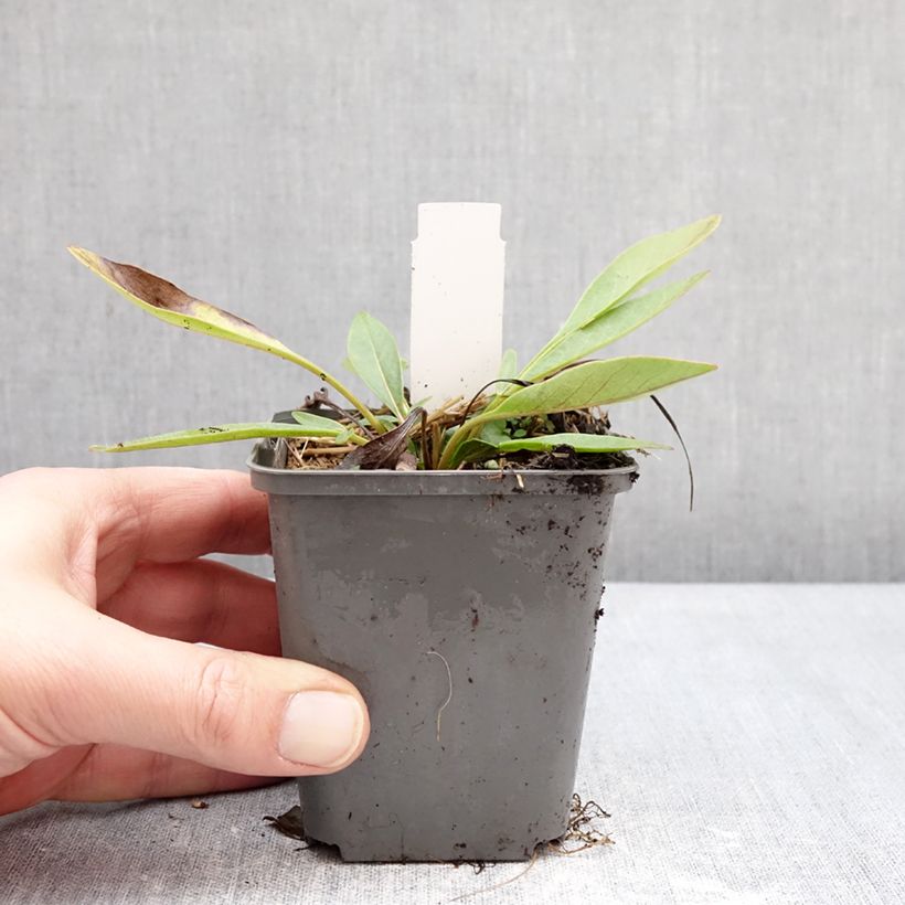 Spécimen de Coreopsis grandiflora Solar Fancy Godet de 7/8 cm tel que livré en hiver