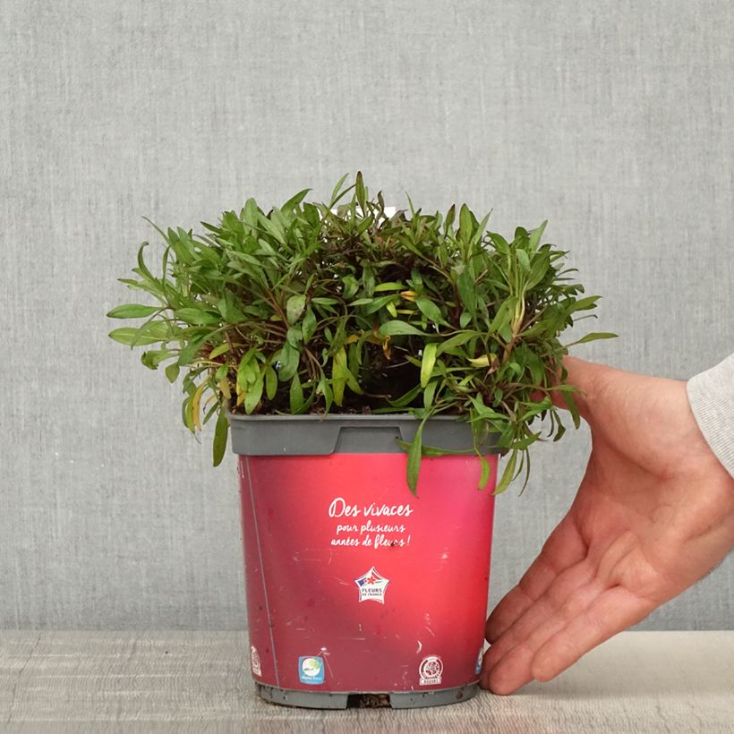 Example of Coreopsis Limerock Ruby - Coreopsis rose Pot de 2L/3L as you get in printemps