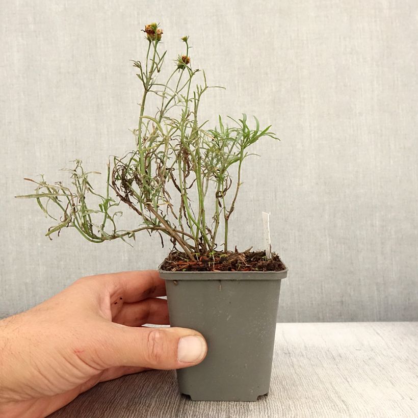 Spécimen de Coreopsis Madras Magic - Coréopsis Godet de 8/9 cm tel que livré en automne