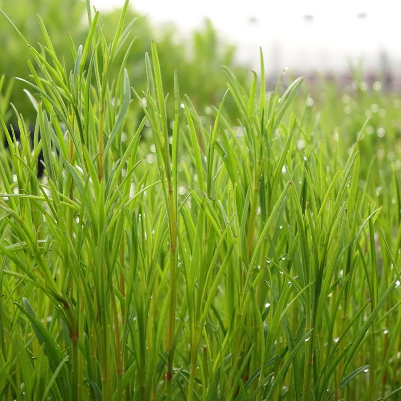 Coreopsis rosea Nana (Feuillage)