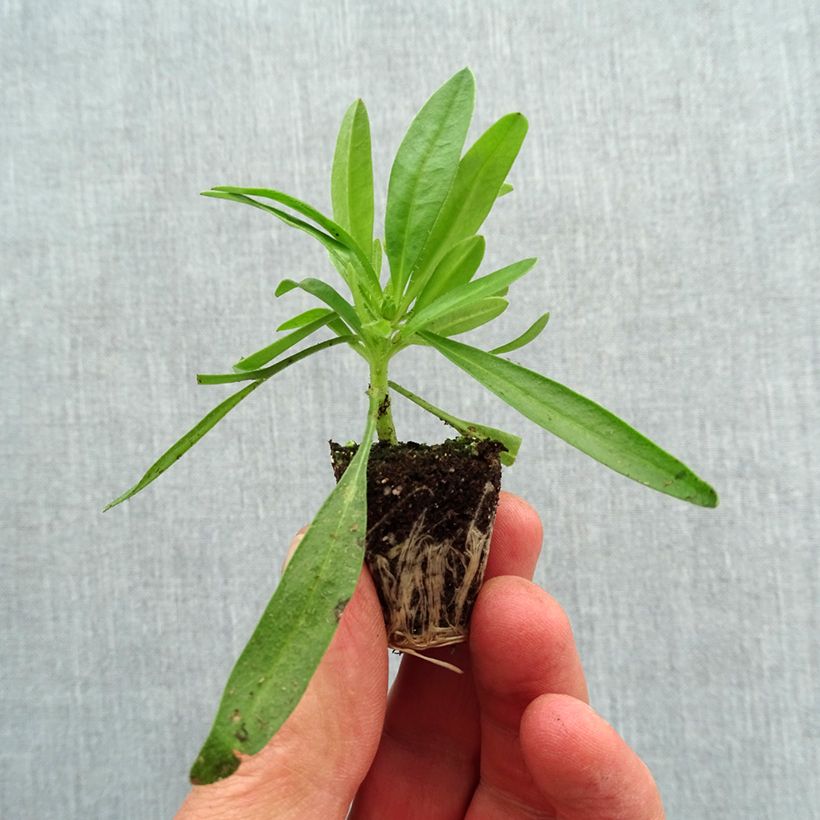 Example of Coreopsis Uptick Yellow and Red Mini-motte Ø 3/4 cm as you get in printemps