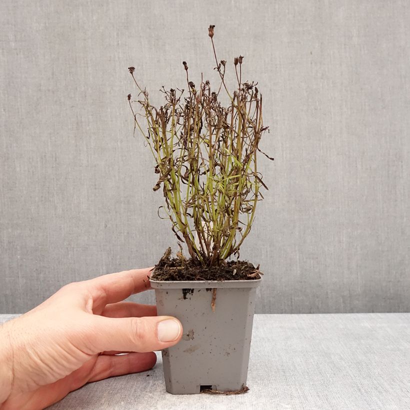 Spécimen de Coreopsis verticillata Ladybird - Coréopsis verticillé Godet de 8/9 cm tel que livré en hiver