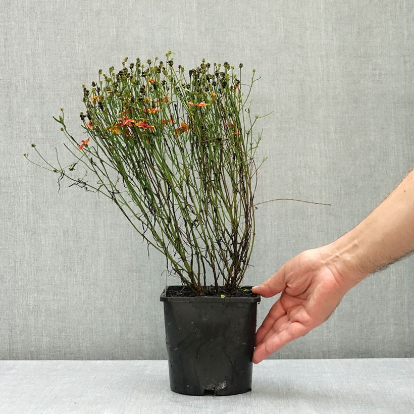 Spécimen de Coreopsis verticillata Ladybird - Coréopsis verticillé Pot de 1,5L/2L tel que livré en été