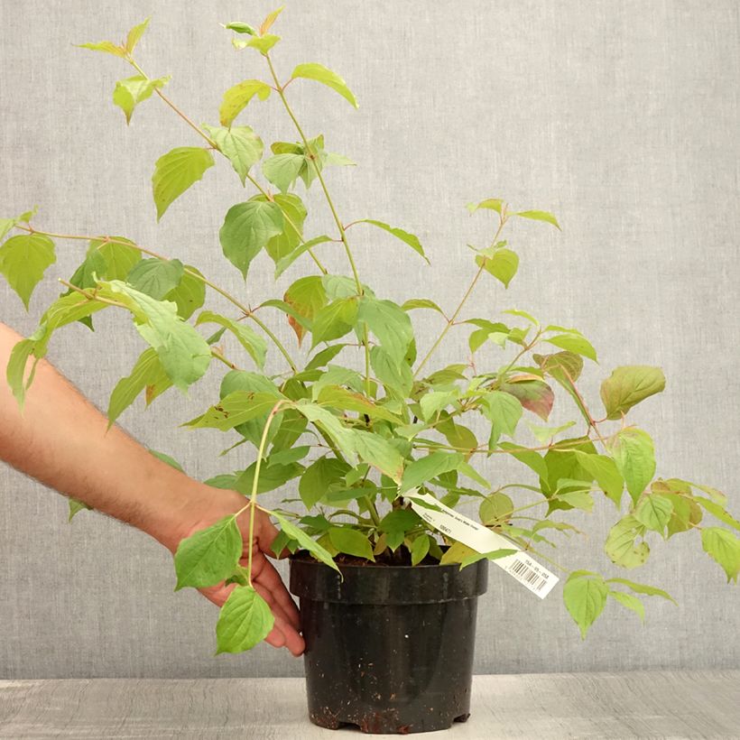 Spécimen de Cornus sanguinea Anny's Winter Orange - Cornouiller sanguin Pot de 2L/3L tel que livré en été