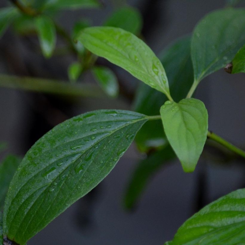 Cornus sericea Kelseyi - Cornouiller stolonifère (Foliage)