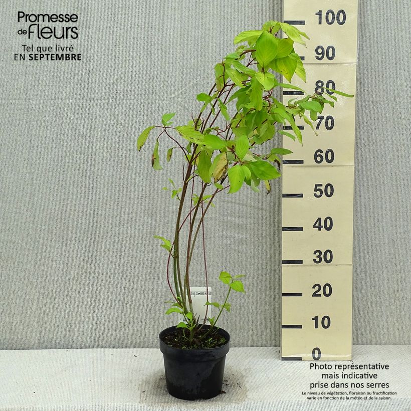 Spécimen de Cornus alba Aurea - Cornouiller blanc Pot de 2L/3L tel que livré en été