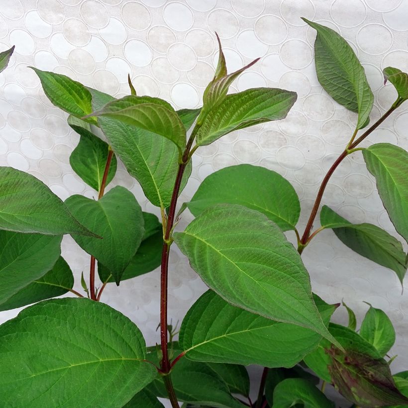 Cornus alba Baton Rouge - Cornouiller blanc à bois rouge (Foliage)