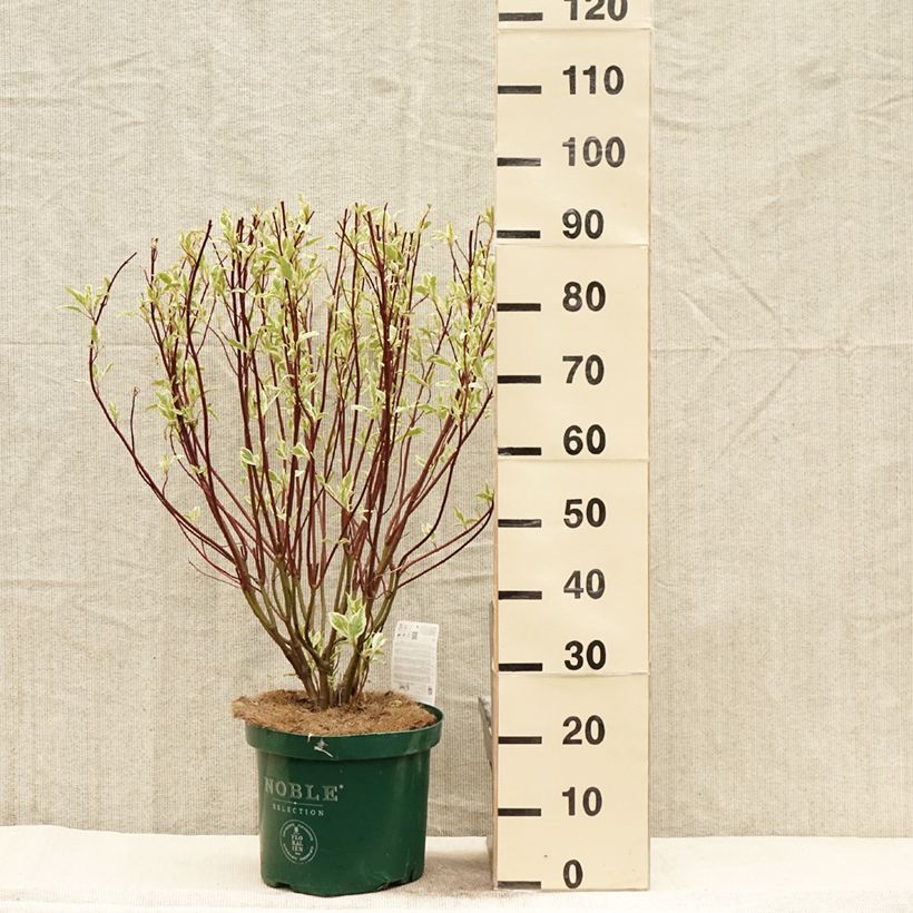 Example of Cornus alba Ivory Halo - Cornouiller blanc Pot de 7,5L/10L as you get in printemps