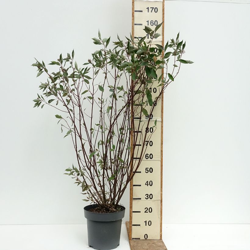 Spécimen de Cornus alba Nightfall - Cornouiller blanc Pot de 12L/15L tel que livré en été