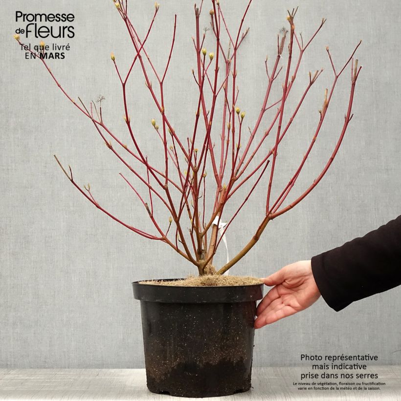 Example of Cornus alba Siberian Pearls - Cornouiller blanc à bois rouge Pot de 7,5L/10L as you get in printemps
