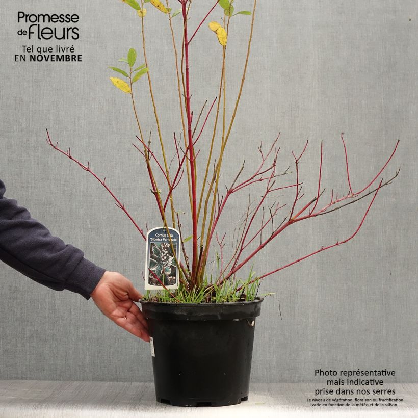 Spécimen de Cornus alba Sibirica Variegata - Cornouiller blanc Pot de 7,5L/10L tel que livré en automne