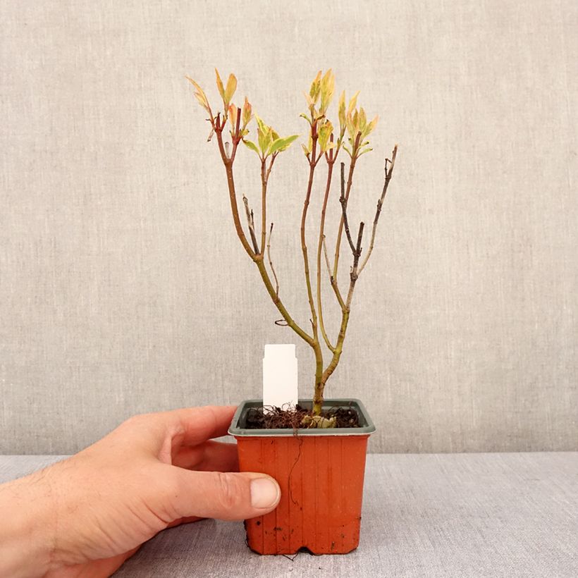 Example of Cornus alba Spaethii - Cornouiller blanc à feuillage panaché Godet de 8/9 cm as you get in printemps