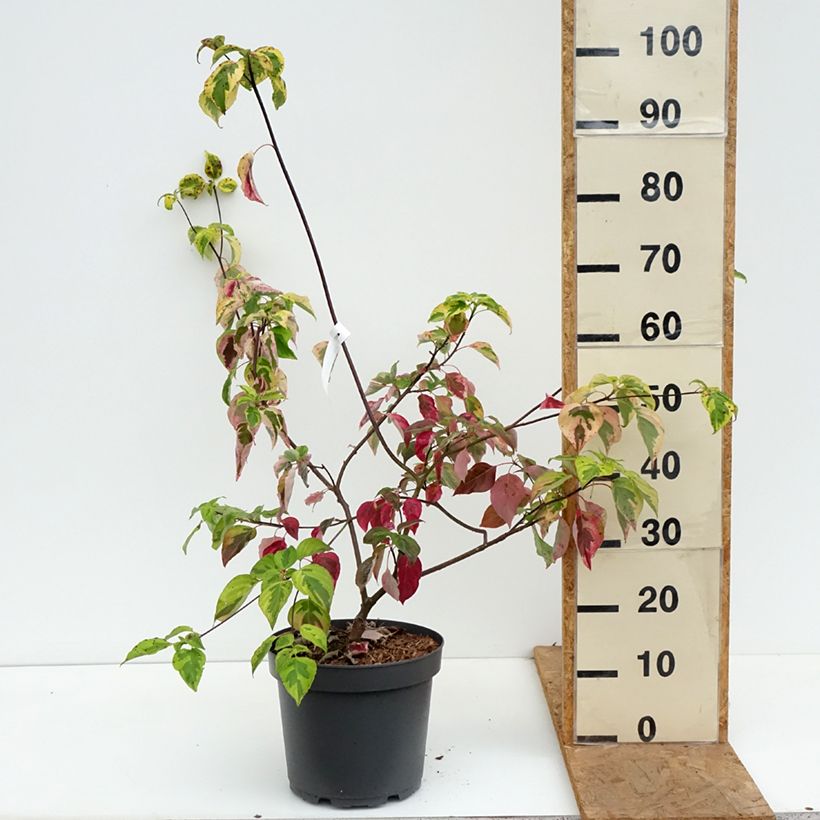 Spécimen de Cornus alternifolia Golden Shadows - Cornouiller à feuilles alternes  Pot de 4L/5L tel que livré en automne