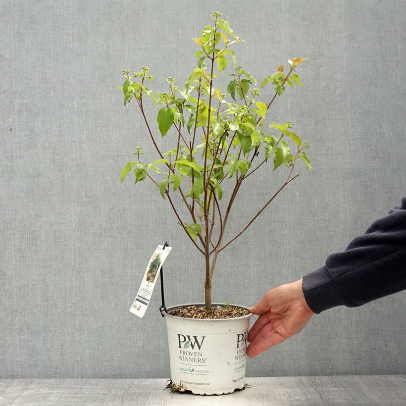 Spécimen de Cornus asperifolia var. drummondii Sunshiny Drops - Cornouiller Pot de 2L/3L tel que livré au printemps