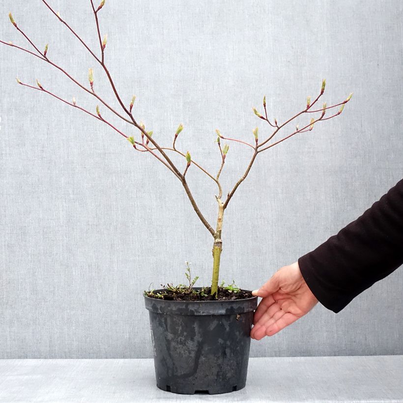 Spécimen de Cornus controversa Gold Star - Cornouiller des Pagodes Pot de 4L/5L tel que livré au printemps