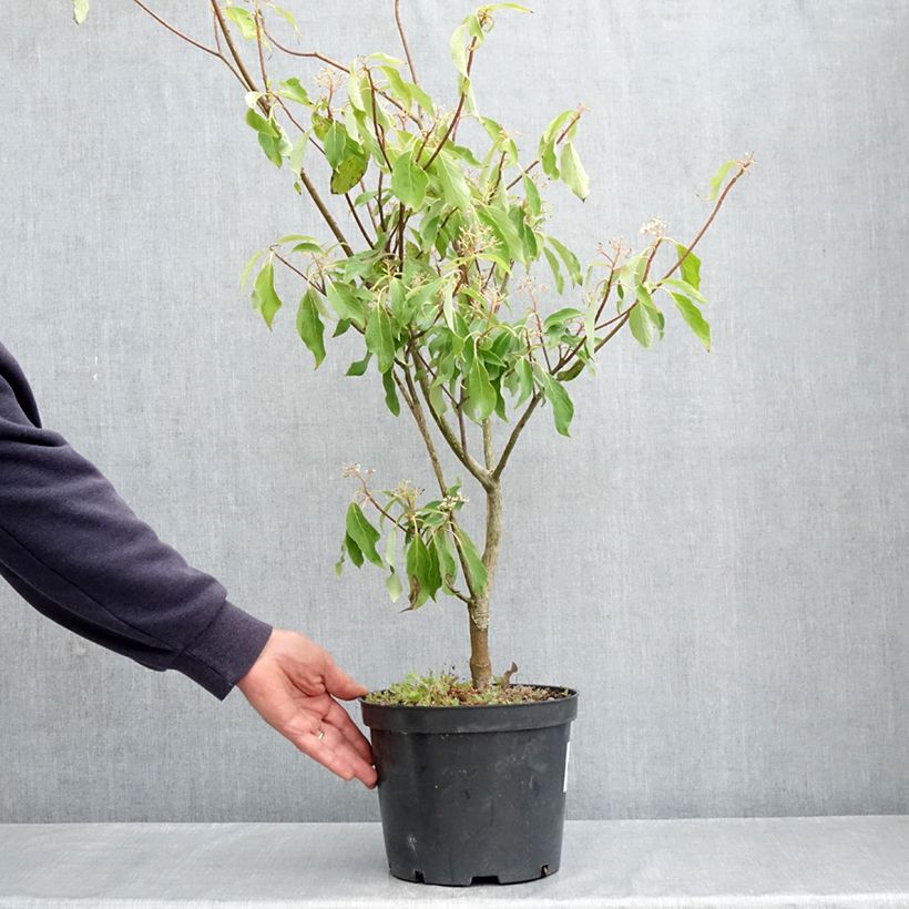 Spécimen de Cornus controversa Laska - Cornouiller des Pagodes Pot de 4L/5L tel que livré au printemps