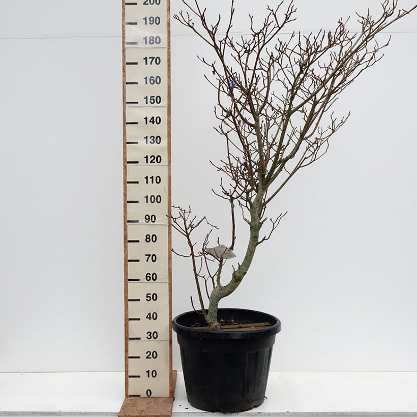 Example of Cornus controversa Variegata - Cornouiller des Pagodes panaché Pot de 50L/55L as you get in hiver