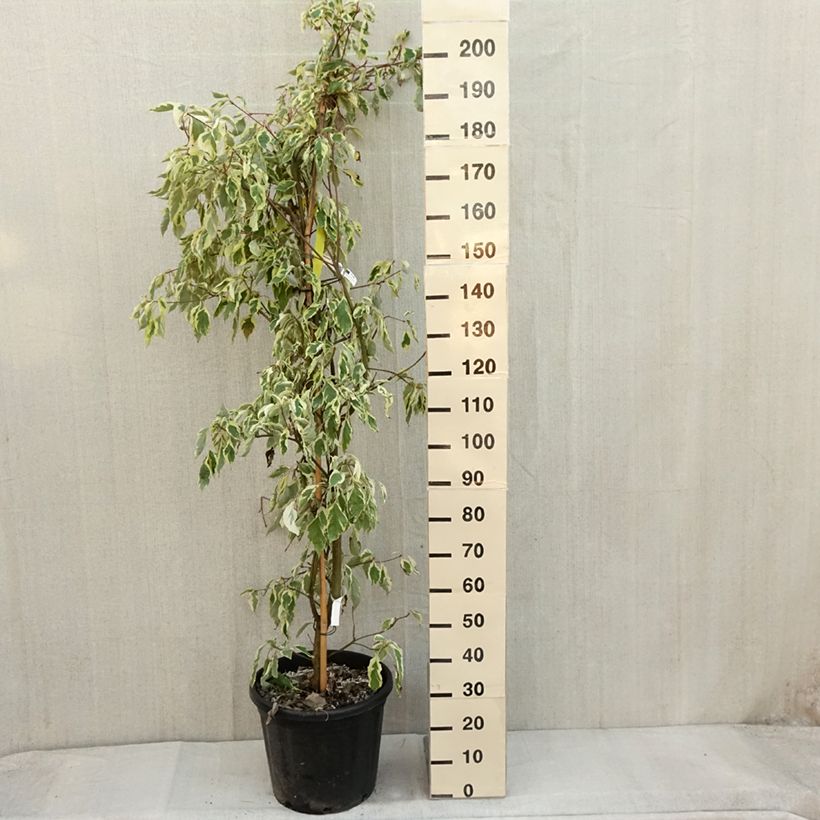 Spécimen de Cornus controversa Variegata - Cornouiller des Pagodes panaché Pot de 50L/55L tel que livré en automne