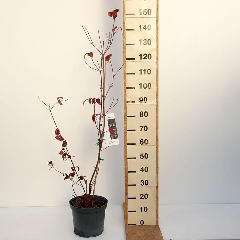 Spécimen de Cornus florida Rubra - Cornouiller à fleurs d'Amérique Pot de 6L/7L tel que livré en automne